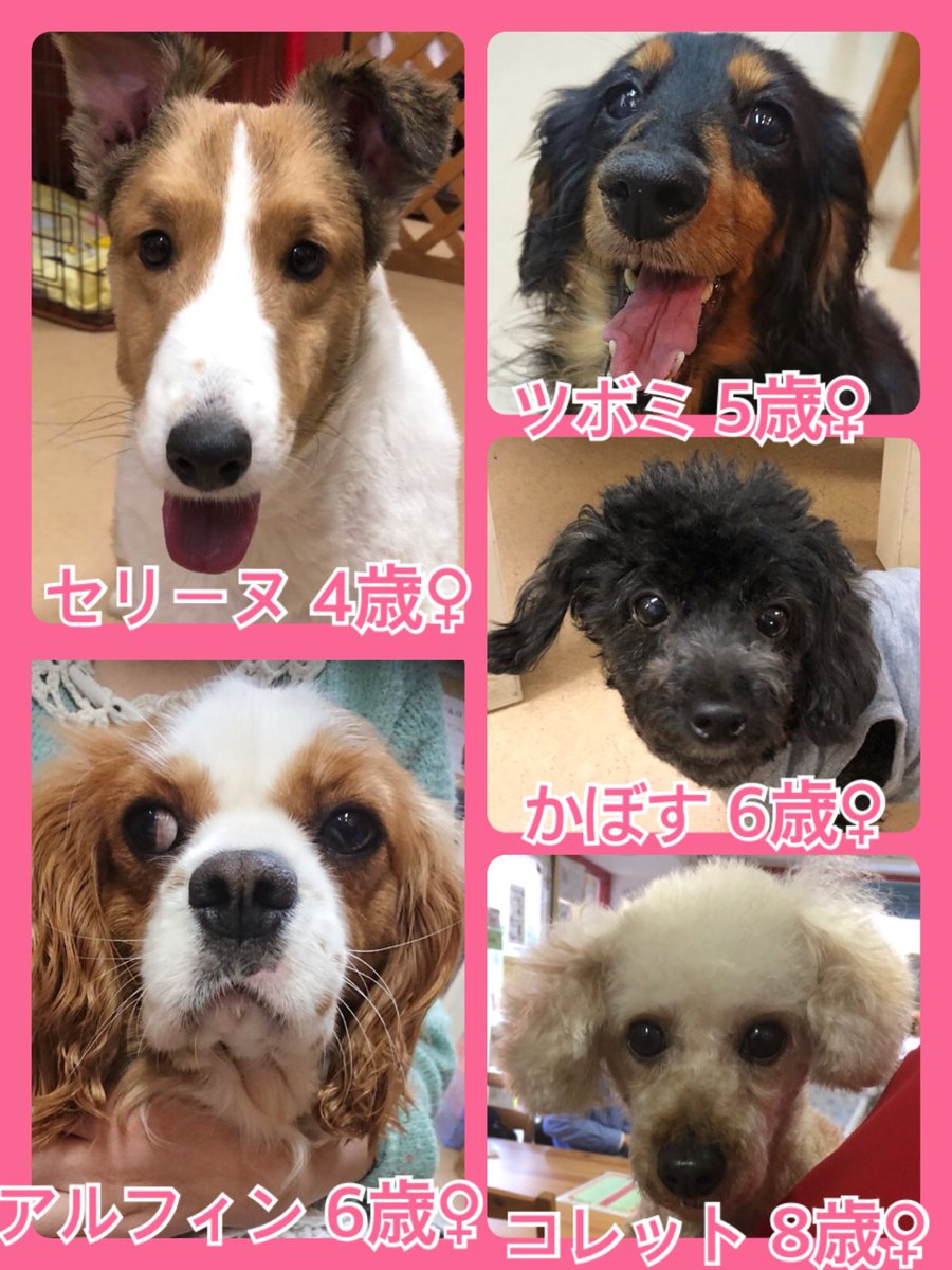 🐾今日の里親様募集中ワンコ🐶メンバーです🐾2019,5,26